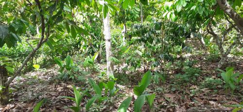 Insectes et changements globaux dans les écosystèmes tropicaux