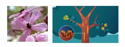 Évolution de la suppression de recombinaison et adaptation dans les populations fongiques