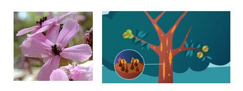 Évolution de la suppression de recombinaison et adaptation dans les populations fongiques
