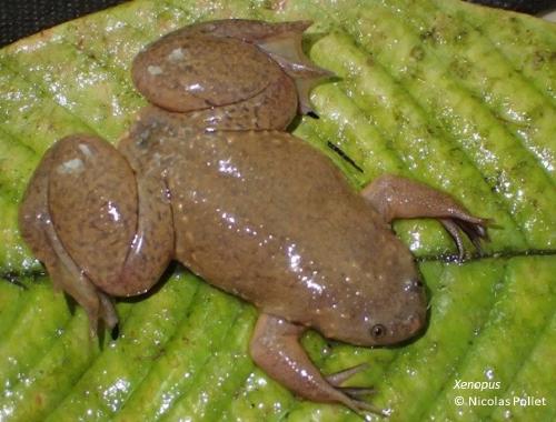 Evolution by whole genome duplication in Xenopus