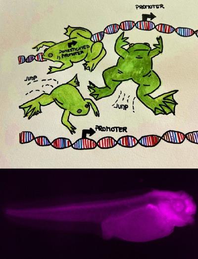 One MITE to rule them all: how DNA transposons give rise to ubiquitous promoters in Xenopus