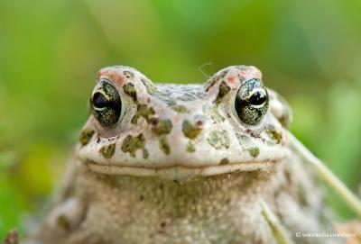 Sex determination candidate loci in two anuran species groups