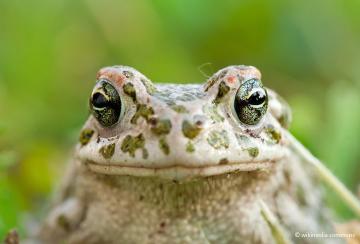 Sex determination candidate loci in two anuran species groups