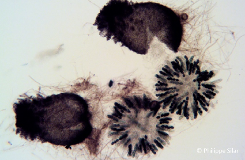 Evolution of recombination suppression around the mating-type locus in Sordariales fungi