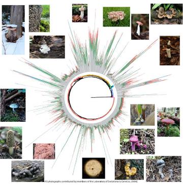 Transposable elements as architects of fungal genomes: tracking TE dynamics from decades to a billion years