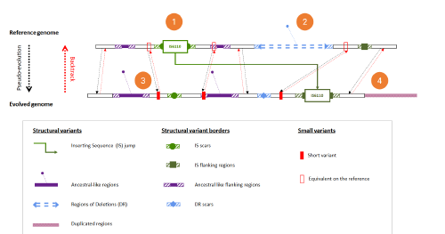 Comprendre les processus évolutifs des mycobactéries pathogènes pour prévenir l’émergence de variants à danger sanitaire élevé