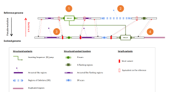 Understanding the evolutionary processes of pathogenic mycobacteria to prevent the emergence of high health hazard variants