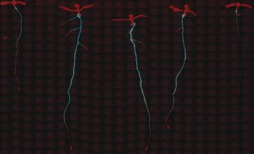 Establishment, maintenance and consequences of inter-individual transcriptional variability for a gene involved in nitrate nutrition in plants
