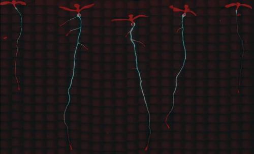 Establishment, maintenance and consequences of inter-individual transcriptional variability for a gene involved in nitrate nutrition in plants
