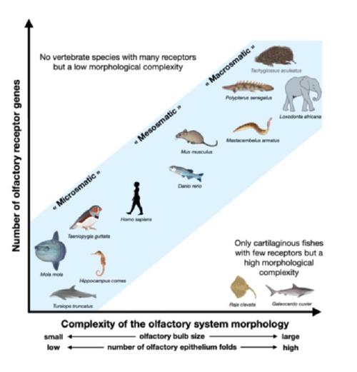 Evolution of olfaction in vertebrates
