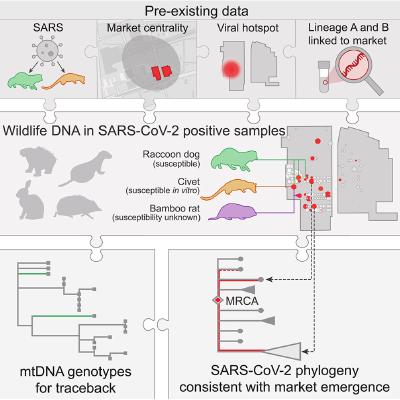 Theories of the origin of SARS-CoV-2 in the light of its continuing evolution