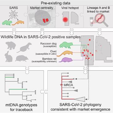 Theories of the origin of SARS-CoV-2 in the light of its continuing evolution