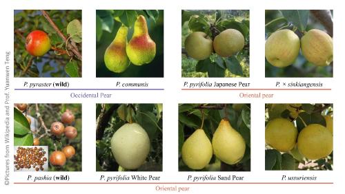 Domestication et diversification des arbres fruitiers pérennes : aperçu du genre Pyrus (Pyrus L.) par l'utilisation des outils de génomique des populations