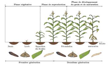 Estimation et sélection de variables dans les modèles mixtes et joints pour données longitudinales et de survie. Application à la modélisation conjointe des dates d’attaque du maïs par la pyrale et des défenses au cours du développement de la plante