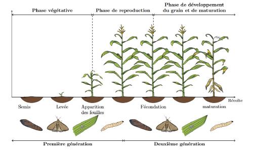 Estimation et sélection de variables dans les modèles mixtes et joints pour données longitudinales et de survie. Application à la modélisation conjointe des dates d’attaque du maïs par la pyrale et des défenses au cours du développement de la plante