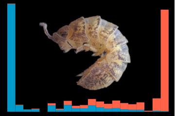 A new type of sex determinant found in a woodlouse