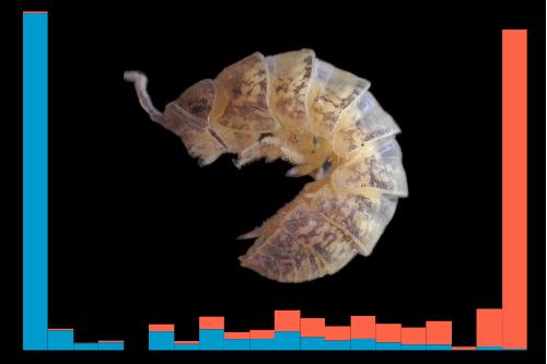 A new type of sex determinant found in a woodlouse