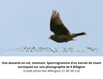 Songs, booms, and chorus... Bioacoustic studies of communication and interrelations in some bird species