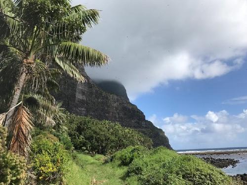 Can plant-fungi symbioses underpin the evolution of plant diversity ?