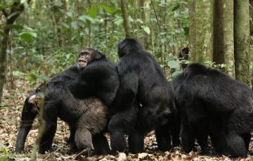 More Than Mating: Same-Sex Sex in Primate Evolution