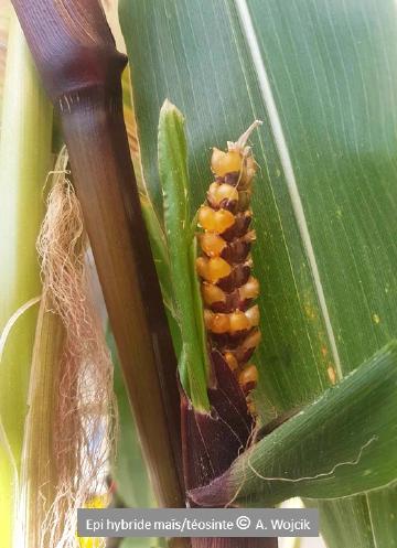 Étendue et nature de l’isolement reproducteur entre formes sauvages et domestiques : une approche comparative chez 14 systèmes végétaux