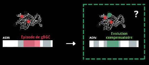 Compensatory evolution of proteins under episodes of GC-biased gene conversion