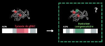 Compensatory evolution of proteins under episodes of GC-biased gene conversion