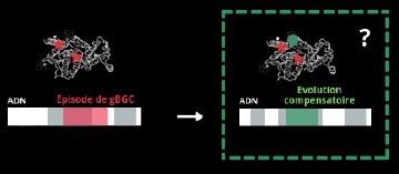 Compensatory evolution of proteins under episodes of GC-biased gene conversion