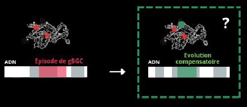 Compensatory evolution of proteins under episodes of GC-biased gene conversion