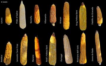 Combining ecological genetics and genomic predictions based on DNA-pool genotyping to identify sources of adaptation to climate change in maize landraces