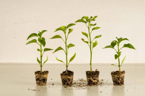 Why can't we predict traits from the environment? Pondering persistent problems in plant functional ecology