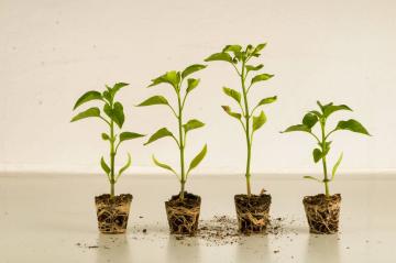 Why can't we predict traits from the environment? Pondering persistent problems in plant functional ecology