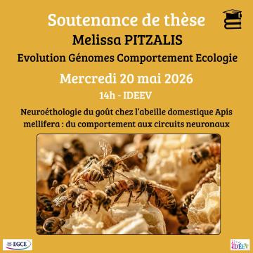Neuroethology of taste in the honey bee Apis mellifera: from behaviour to the neural circuits