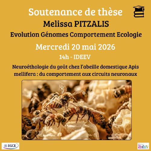 Neuroethology of taste in the honey bee Apis mellifera: from behaviour to the neural circuits