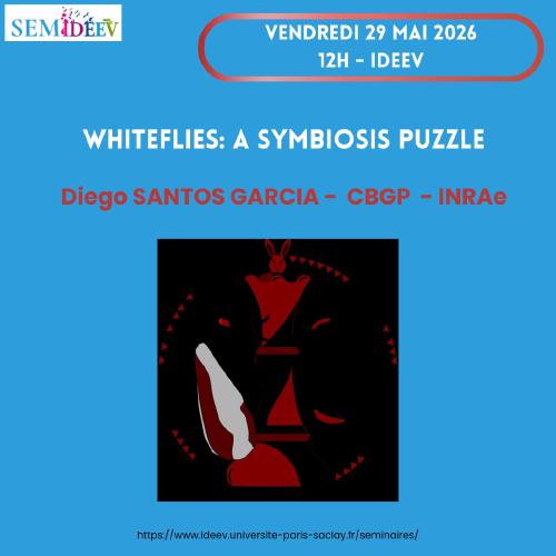 Whiteflies: a symbiosis puzzle