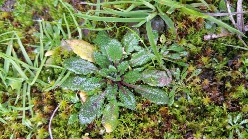Ecological genomics of adaptation of native interactions between Arabidopsis thaliana and its bacterial microbiota