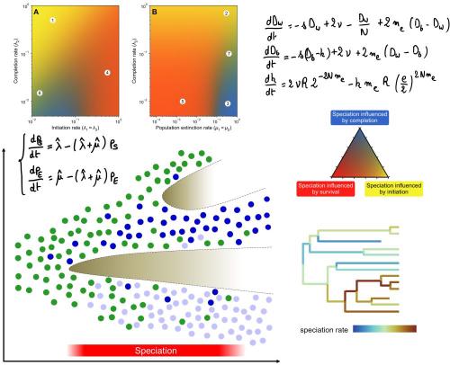 Fossé micro–macro dans la recherche sur la spéciation : identifier les processus micro-évolutifs qui expliquent les différences de diversification entre lignées