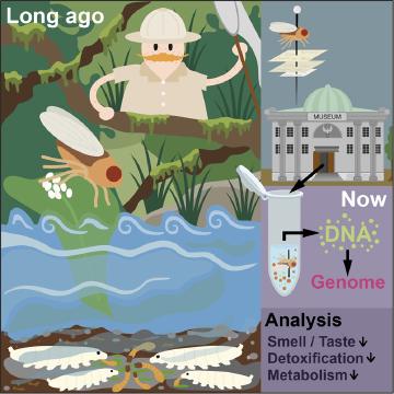 From drawers to genomes: revealing hidden evolutionary histories in insect collections