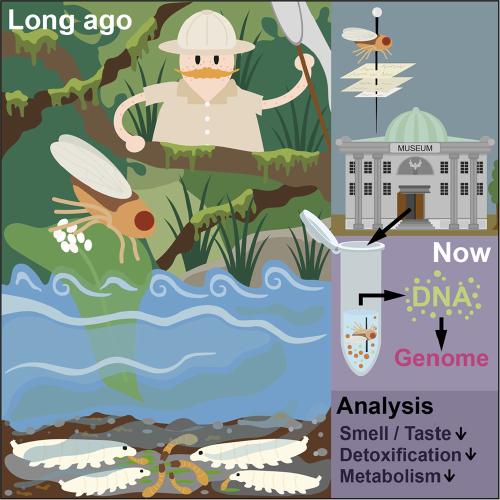 From drawers to genomes: revealing hidden evolutionary histories in insect collections