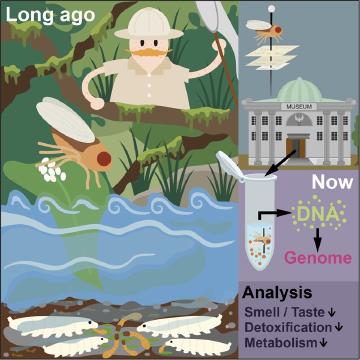 From drawers to genomes: revealing hidden evolutionary histories in insect collections