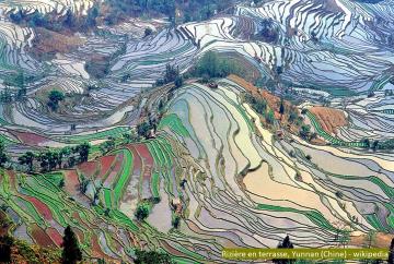Mechanisms Underlying Durable Disease Resistance in the Yuanyang Rice Terraces