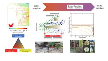 Bridging the micro macro gap in speciation research: identifying microevolutionary processes that explain differences in diversification between lineages