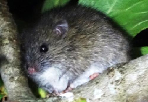 Invasive species: friend, foe, or family? Some perspectives on invasive species from an island nation