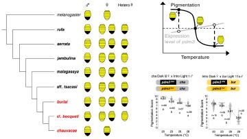 The evolution of Drosophila color patterns: Tales of convergence, dominance and plasticity