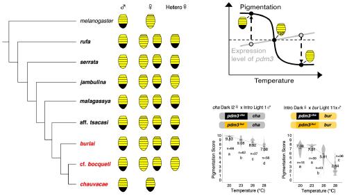 The evolution of Drosophila color patterns: Tales of convergence, dominance and plasticity