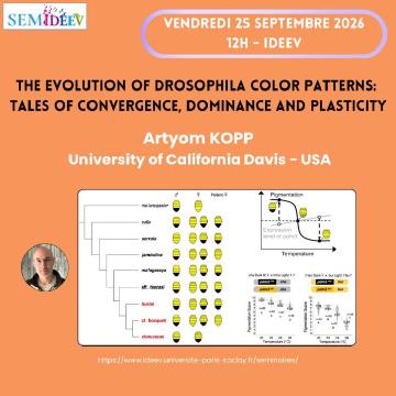 The evolution of Drosophila color patterns: Tales of convergence, dominance and plasticity