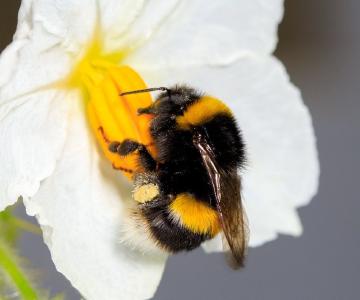 Adapting behaviour to a changing world: from energetic constraints to individual variation