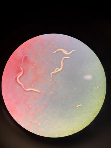 Hosts on the run: the evolution of parasite avoidance