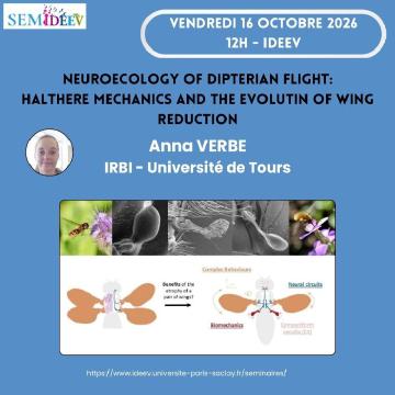“Neuroecology of dipterian flight - halthere mechanics and the evolutin of wing reduction”