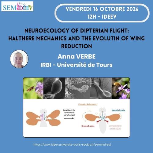 “Neuroecology of dipterian flight - halthere mechanics and the evolutin of wing reduction”